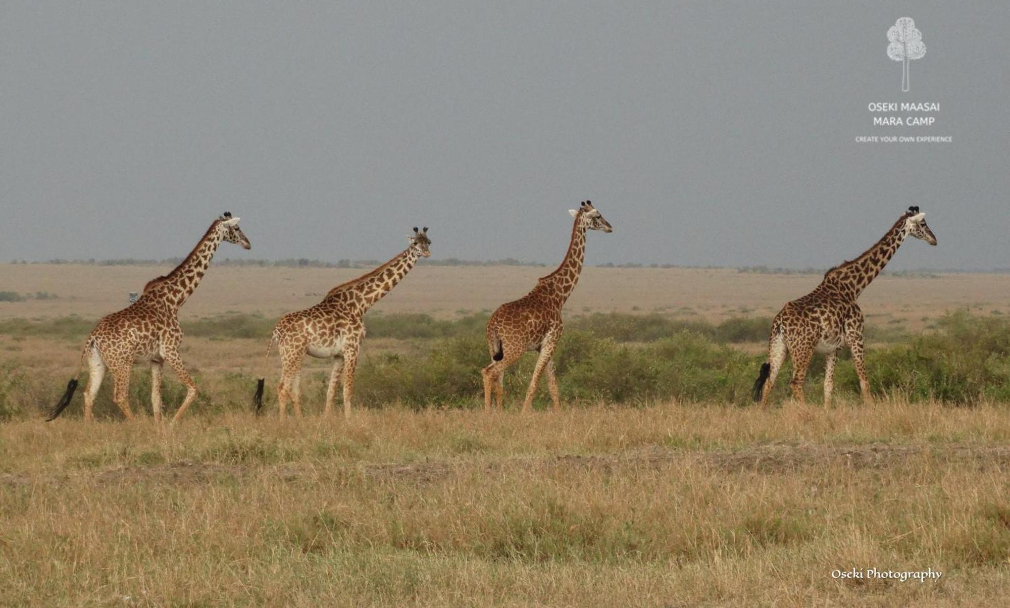 Oseki Maasai Mara Camp Hotell Narok Eksteriør bilde