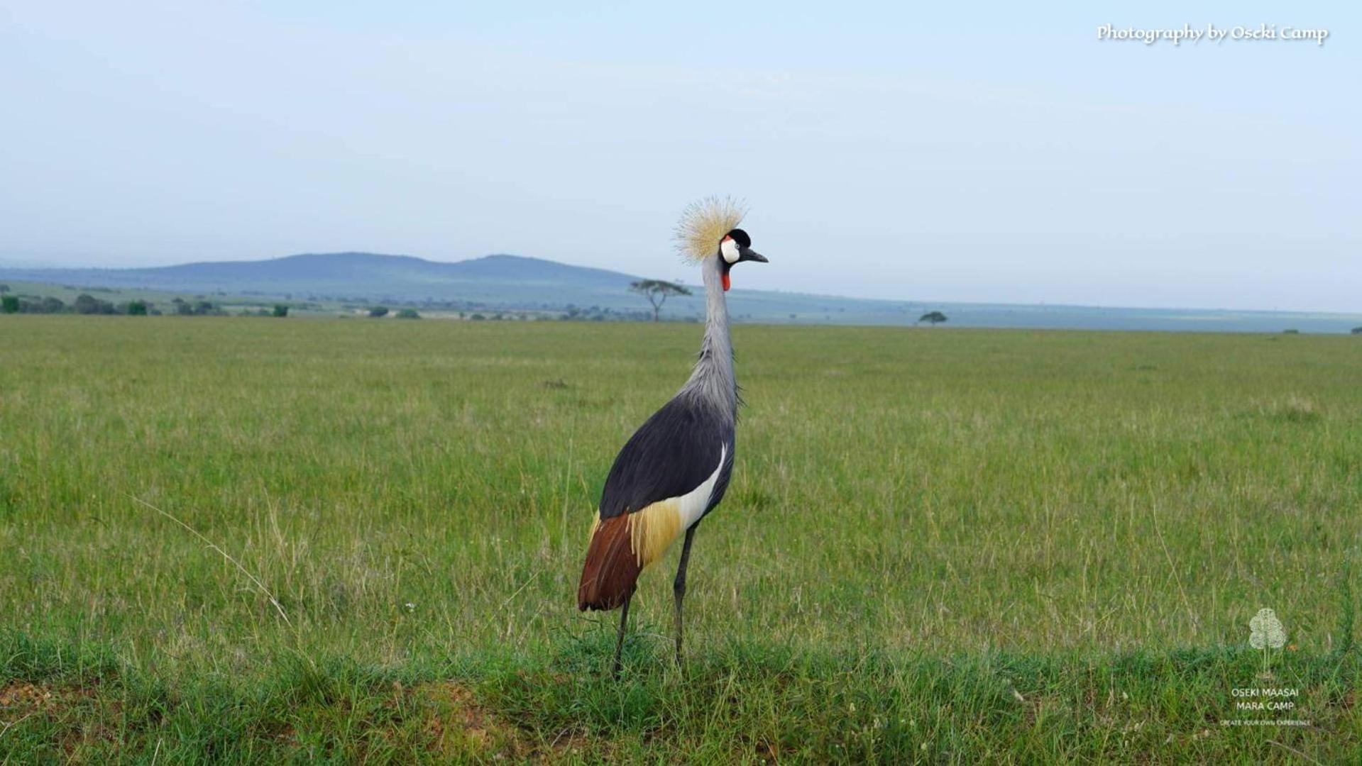 Oseki Maasai Mara Camp Hotell Narok Eksteriør bilde