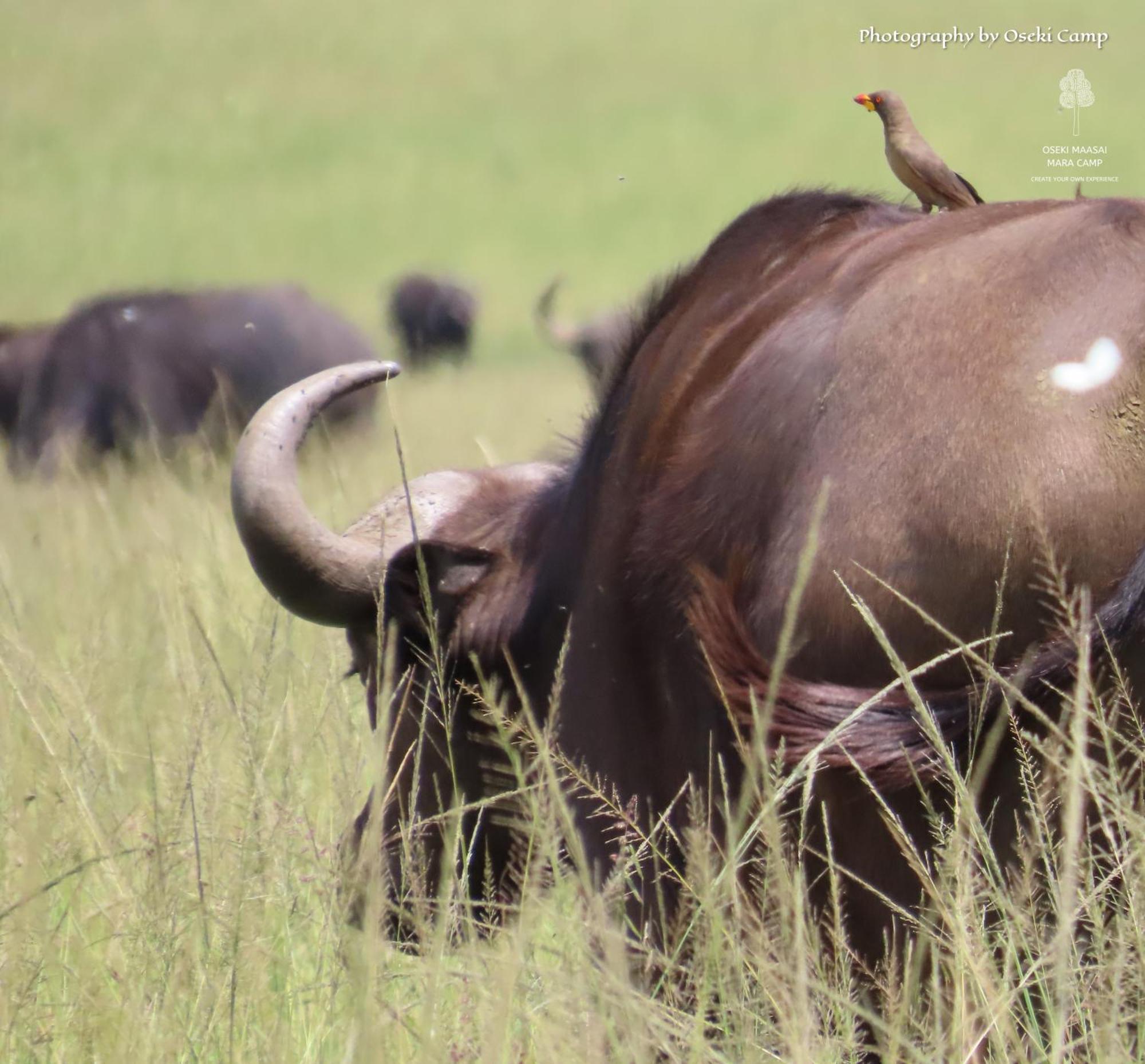 Oseki Maasai Mara Camp Hotell Narok Eksteriør bilde