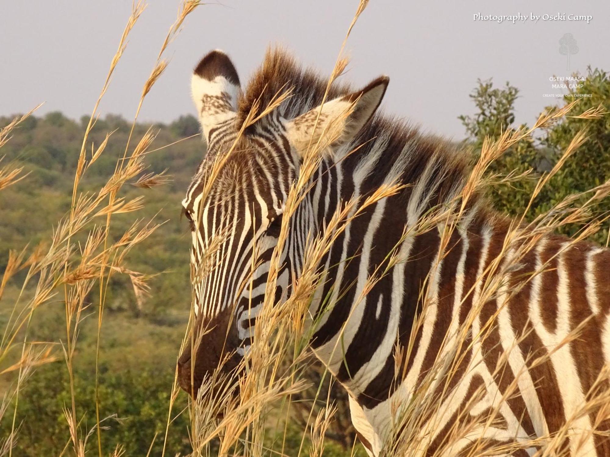 Oseki Maasai Mara Camp Hotell Narok Eksteriør bilde