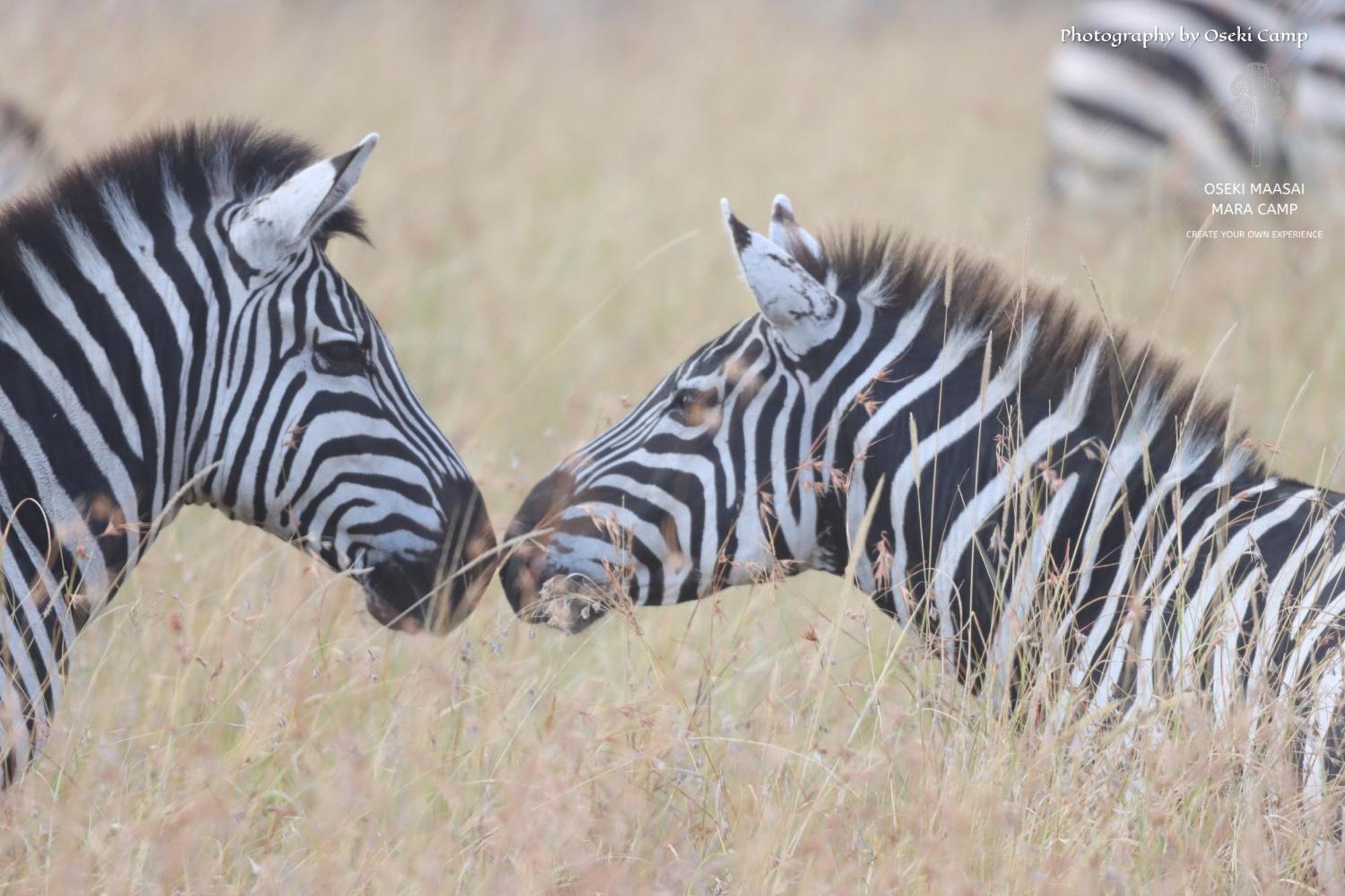 Oseki Maasai Mara Camp Hotell Narok Eksteriør bilde