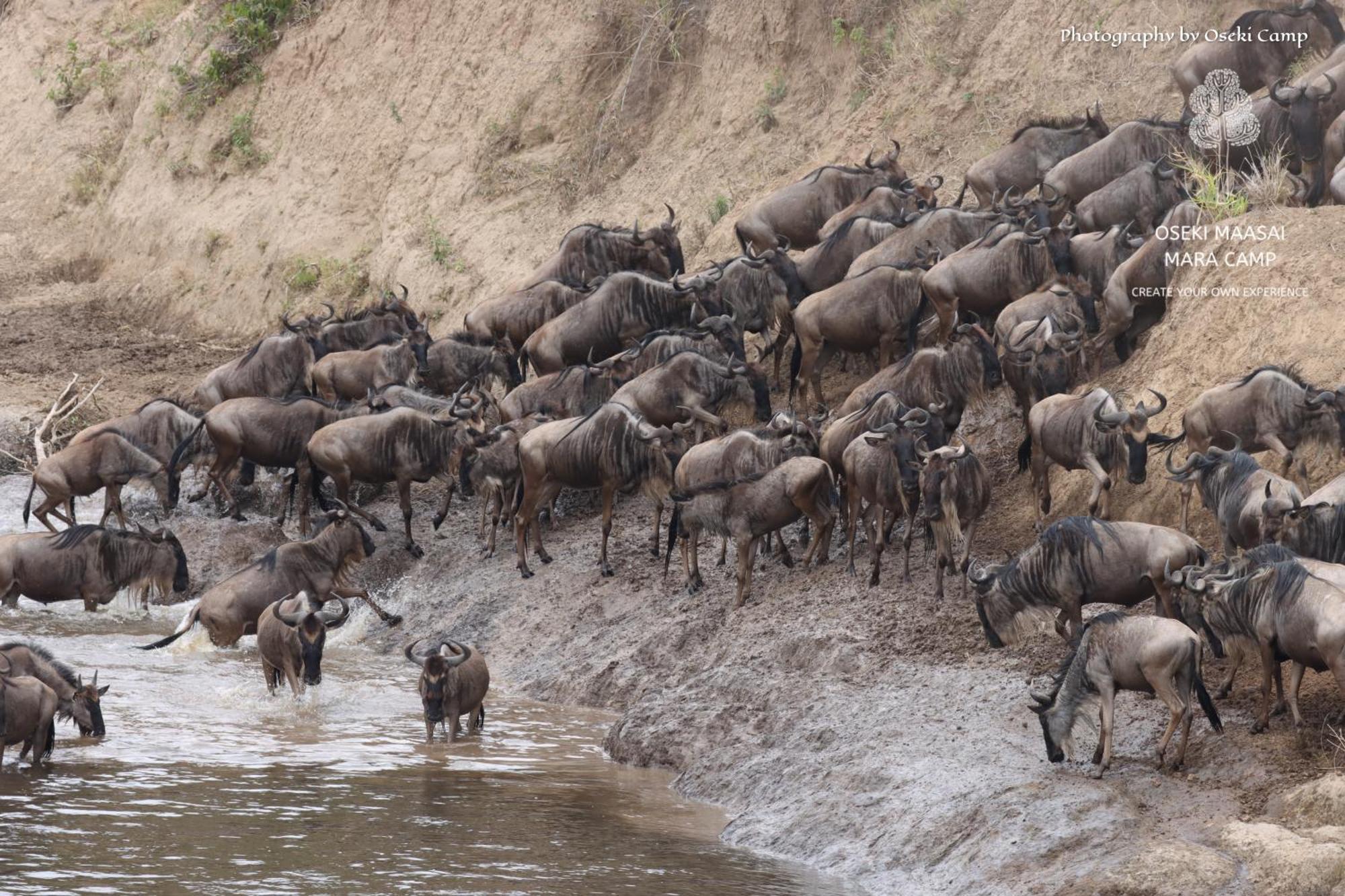 Oseki Maasai Mara Camp Hotell Narok Eksteriør bilde