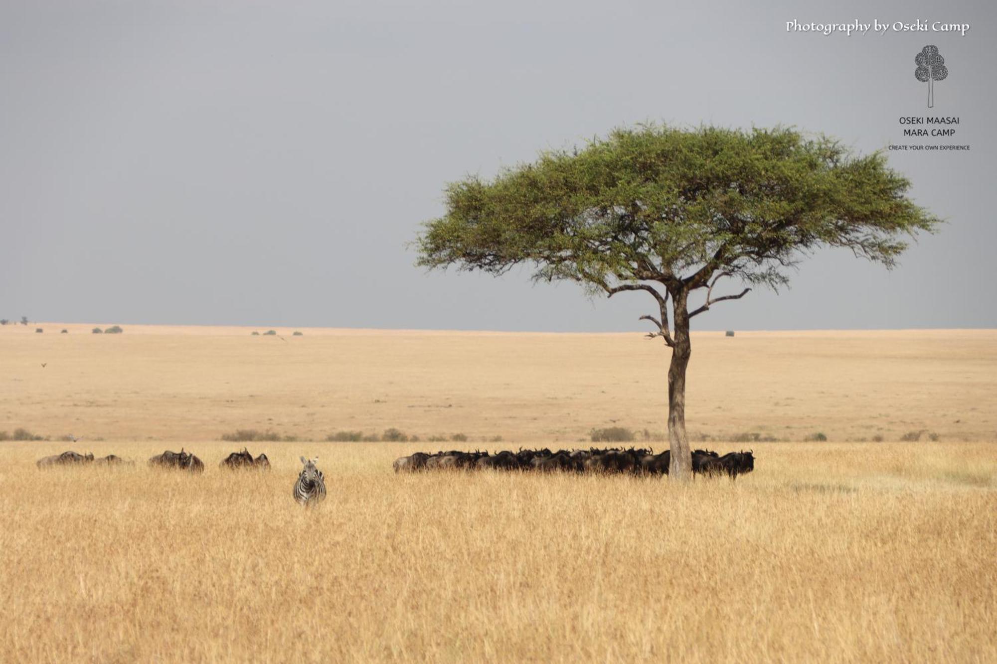 Oseki Maasai Mara Camp Hotell Narok Eksteriør bilde