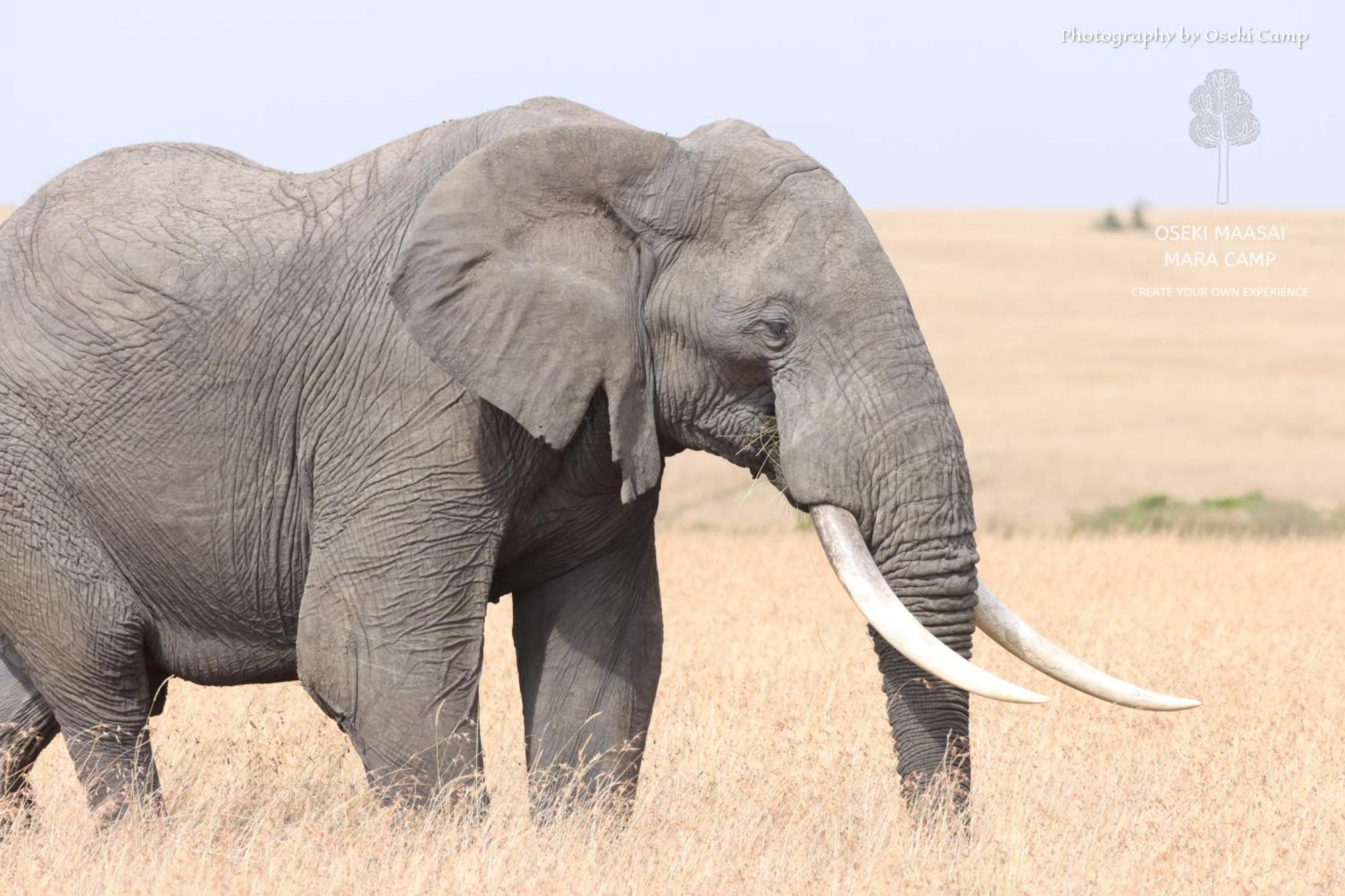 Oseki Maasai Mara Camp Hotell Narok Eksteriør bilde